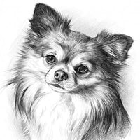 Dierenportret potlood